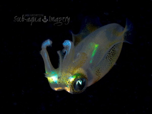Free Swimming Squid on Night Dive
Siquijor Island, Phili... by Jan Morton 